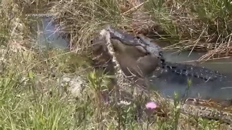 Woman films alligator attacking python in the Everglades